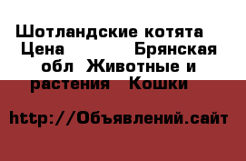 Шотландские котята. › Цена ­ 3 500 - Брянская обл. Животные и растения » Кошки   